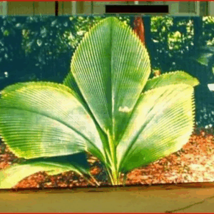 LED ÉCRAN EXTERNE P10 ÉTANCHE PUBLICITAIRE PROGRAMMABLE TRÈS HAUTE LUMINOSITÉ VISIBLE EN PLEIN SOLEIL, 100×100 cm